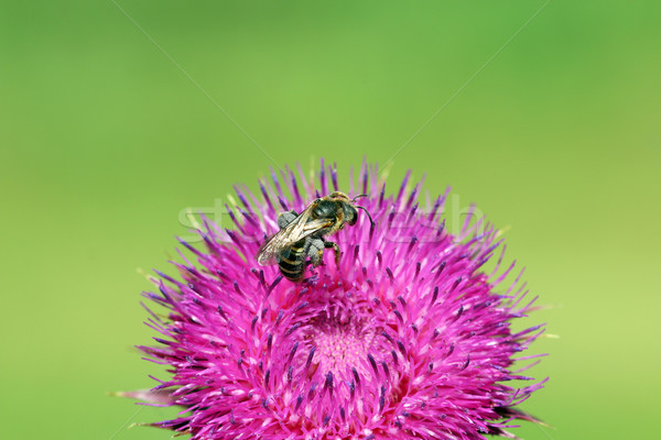 Bee on purple flower nature spring season Stock photo © goce