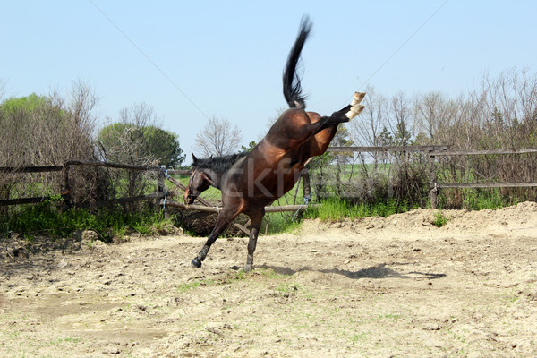 Foto stock: Marrom · garanhão · fazenda · belo · movimento