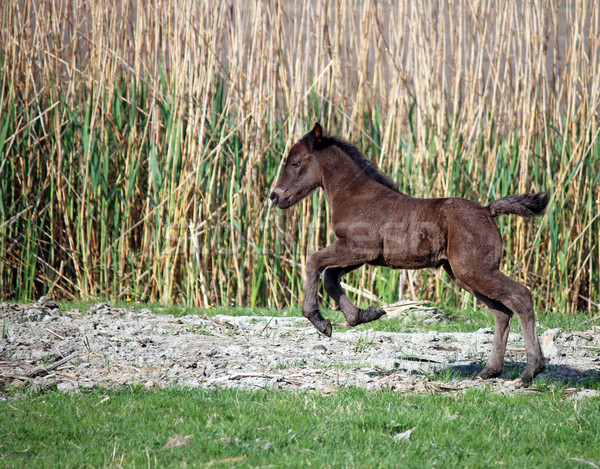 brown foal running on field Stock photo © goce