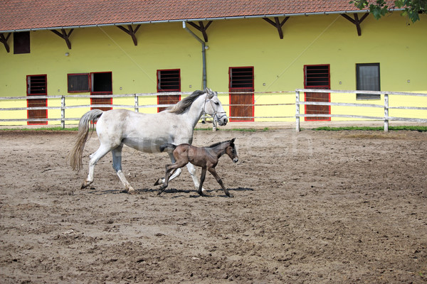 馬 子馬 を実行して 赤ちゃん 自然 実行 ストックフォト © goce