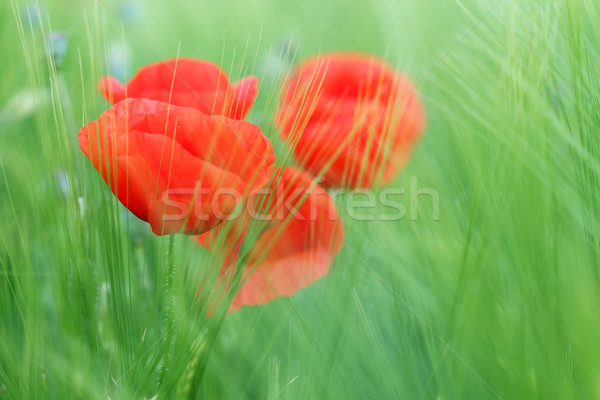 poppy flower and green grass spring season Stock photo © goce