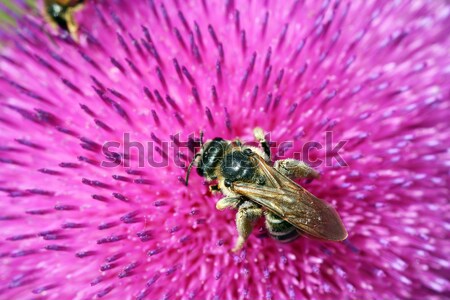 Stockfoto: Bee · bloem · voorjaar · seizoen · natuur