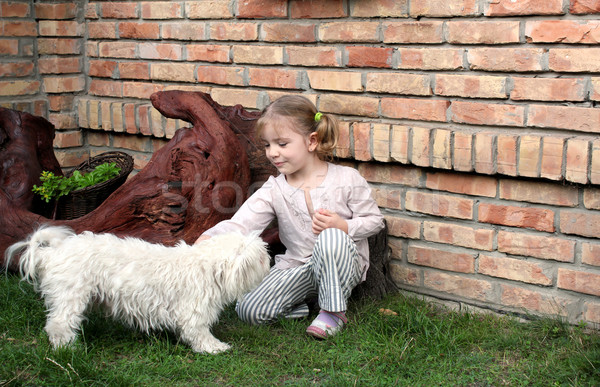 beauty little girl play with Maltese puppy pet Stock photo © goce