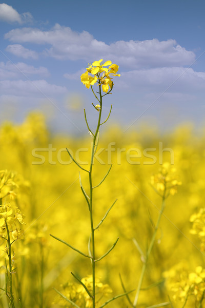 Sárga virágok kék ég nyár jelenet virág természet Stock fotó © goce