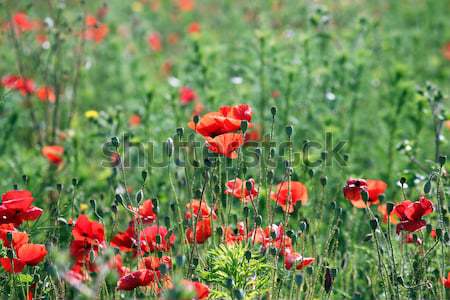 Stock photo: red and white flowers spring season