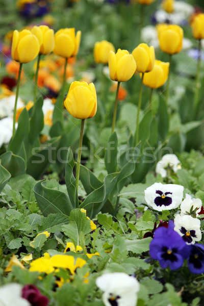 tulip and pansy flower garden spring season Stock photo © goce