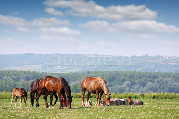 Nyáj lovak testtartás tavasz évszak égbolt Stock fotó © goce