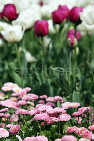 Daisy tulipán jardín de flores primavera temporada naturaleza Foto stock © goce