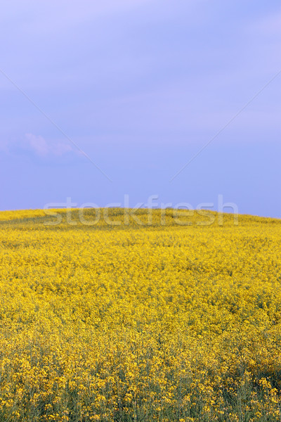 Viol domaine paysage agriculture ciel fleur Photo stock © goce