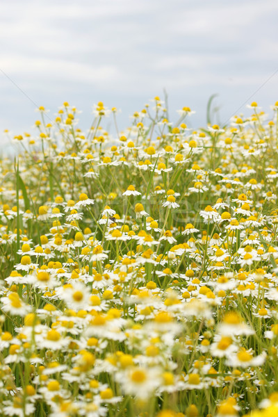 chamomile field landscape spring season Stock photo © goce