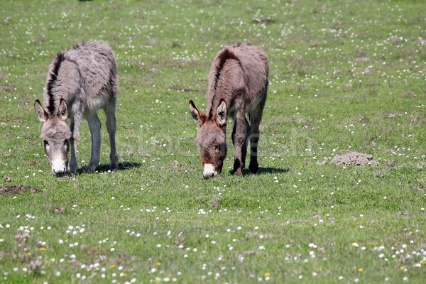 donkeys on pasture farm scene Stock photo © goce