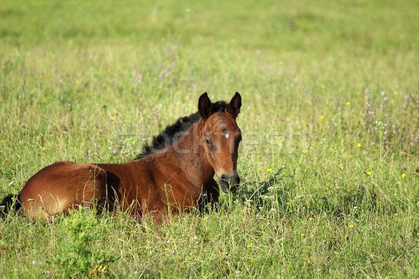 horse foal in summer pasture Stock photo © goce