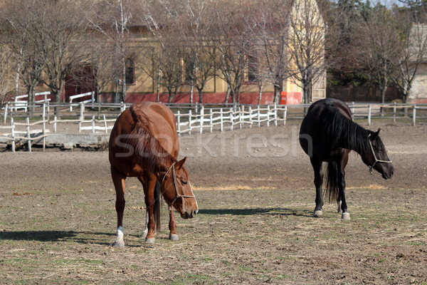 brown and black horse ranch scene Stock photo © goce