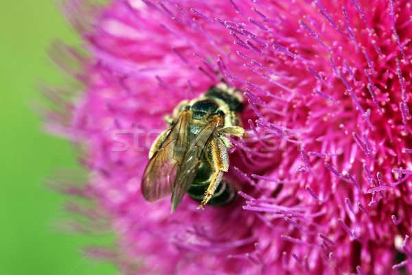 Arı çiçek doğa yaz hayvan Stok fotoğraf © goce
