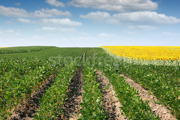 Stock photo: soybean and sunflower field summer season