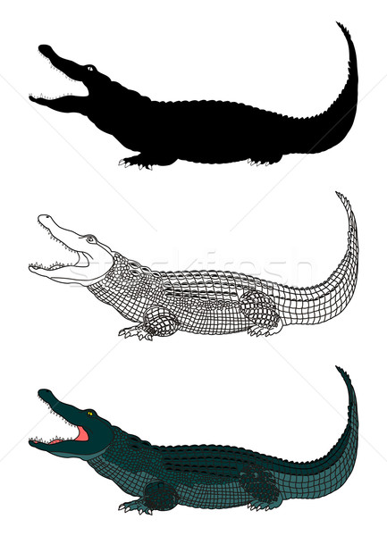 Cocodrilo · silueta · animales · grande · depredador · reptil - ilustración  vectorial © goce (#243590) | Stockfresh