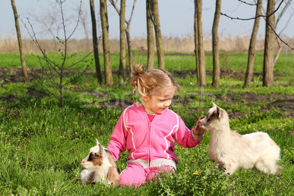 child and two little goats Stock photo © goce