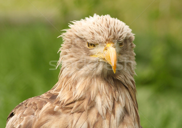 European white tailed eagle Stock photo © goce