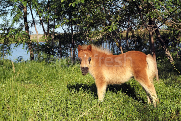 Cute brązowy kucyk konia baby wiosną Zdjęcia stock © goce