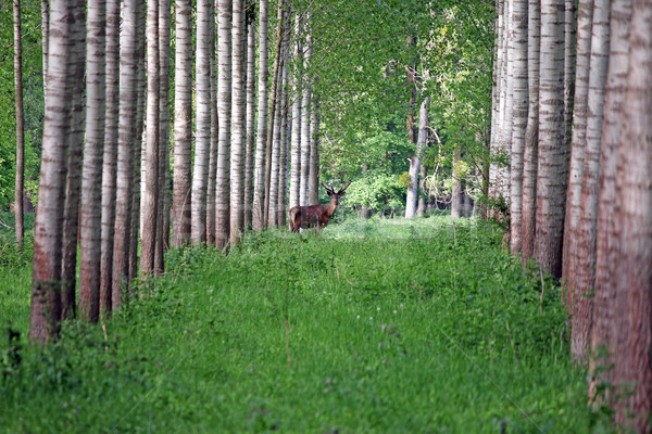 Geyik orman doğa yaban hayatı erkek Stok fotoğraf © goce