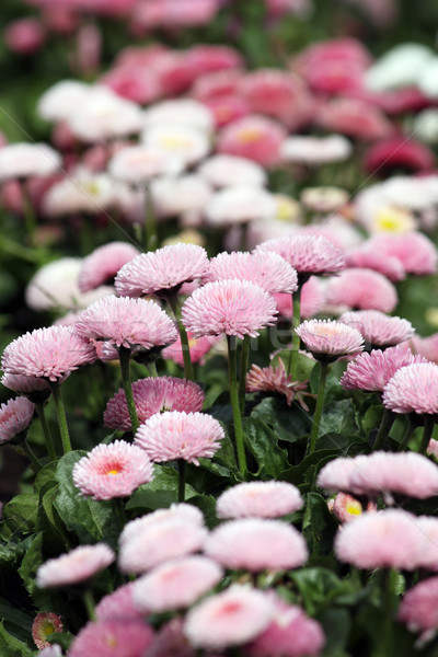 Daisy jardin de fleurs printemps saison nature jardin Photo stock © goce