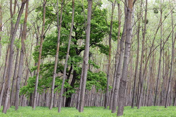 Groene bos bomen loof zomer boom Stockfoto © goce