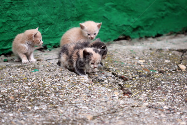 Foto d'archivio: Abbandonato · gattini · strada · triste · perso · pet