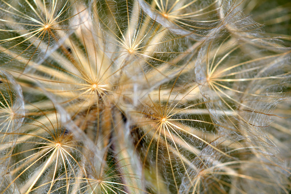 dandelion close up nature background Stock photo © goce
