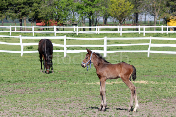 Foto stock: Potro · cavalo · natureza · campo · fazenda · comer