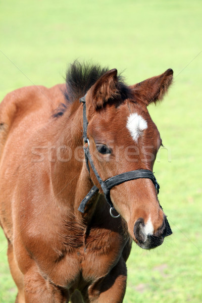 Foto stock: Marrón · caballo · retrato · naturaleza · granja