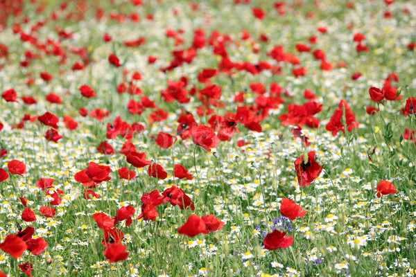 poppy and camomile wild flowers spring season Stock photo © goce