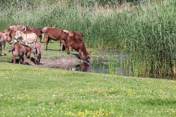 Stockfoto: Drinkwater · voorjaar · natuur · zomer · groene · groep