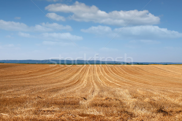 Field after mowing grain summer season Stock photo © goce