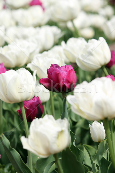 white and red tulip flower Stock photo © goce