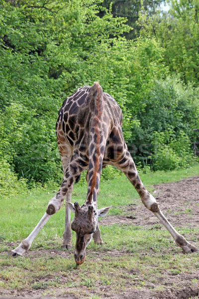 Zsiráfok horzsolás Afrika vadvilág természet nyár Stock fotó © goce
