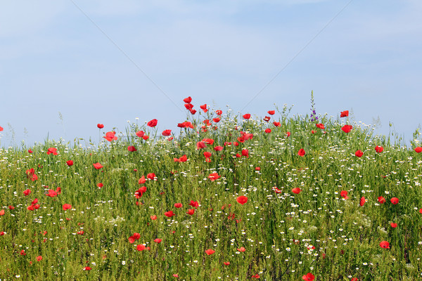 wild flowers meadow spring season Stock photo © goce
