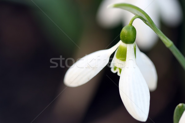 snowdrop flower macro spring season Stock photo © goce