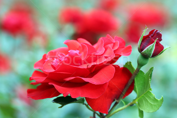 Rose Red fleur printemps saison amour [[stock_photo]] © goce