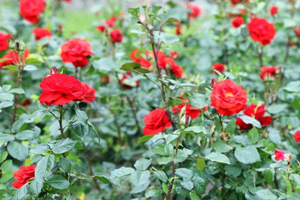 Rosas vermelhas jardim de flores primavera temporada rosa fundo Foto stock © goce