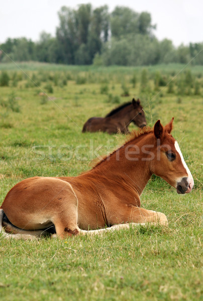 пастбище лошади области фермы молодые животного Сток-фото © goce