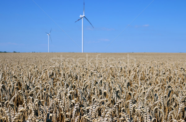 Foto d'archivio: Campo · di · grano · energie · rinnovabili · estate · stagione · cielo