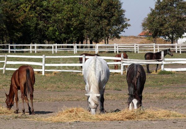 horses and foals in corral farm scene Stock photo © goce