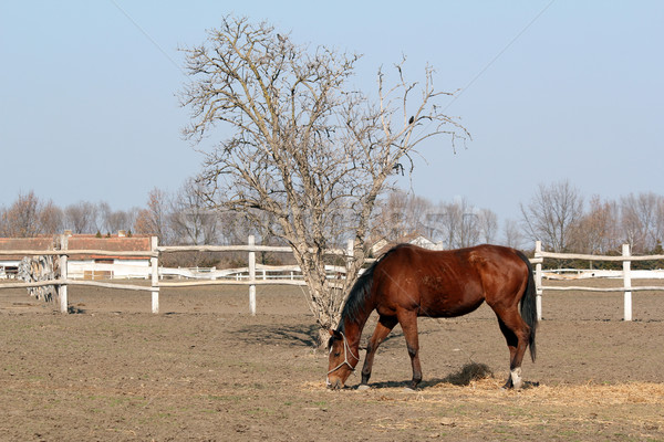 brown horse in corral ranch scene Stock photo © goce