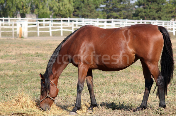 brown horse eating hay in corral ranch scene Stock photo © goce