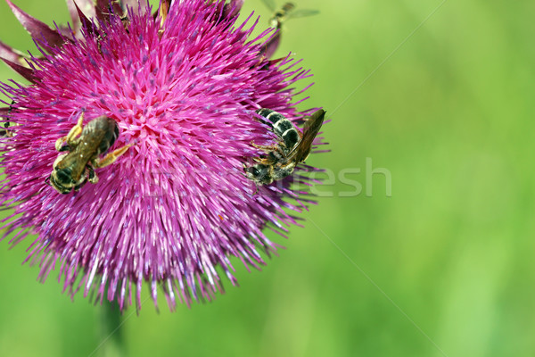 Stok fotoğraf: Arılar · bahar · sezon · doğa · yaz