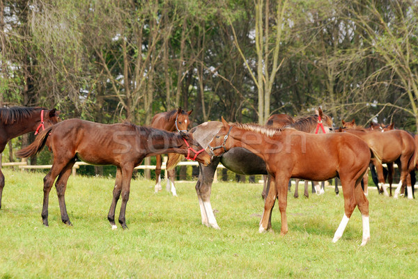 Troupeau chevaux ranch scène nature domaine Photo stock © goce