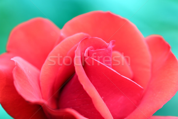 Rose Red fleur nature fond beauté [[stock_photo]] © goce