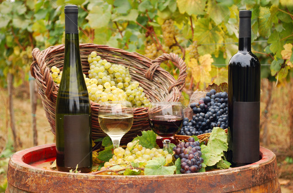 red and white wine in vineyard autumn season Stock photo © goce