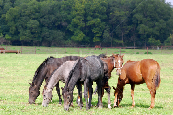 horses grazing farm scene Stock photo © goce