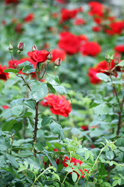 [[stock_photo]]: Roses · rouges · jardin · de · fleurs · printemps · fleur · amour · feuille